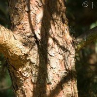 Scots Pine